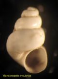 Marstoniopsis insubrica